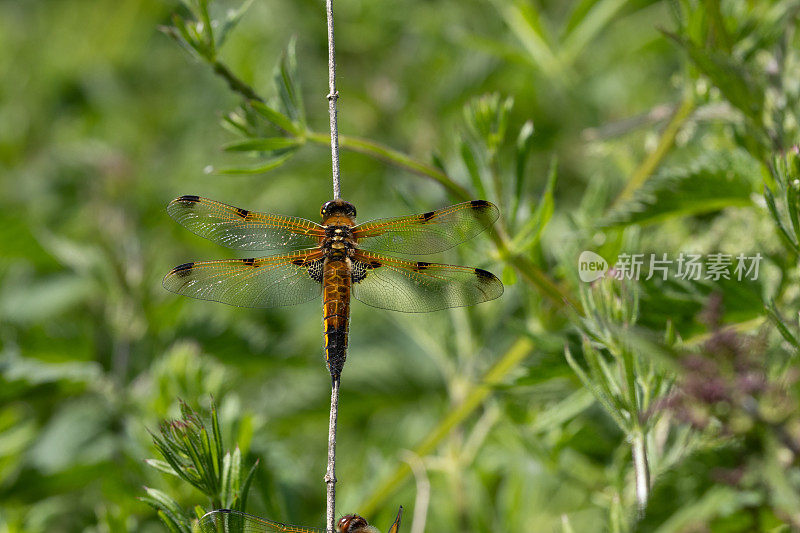 四斑蜻蜓(Libellula quadrimaculata)